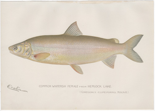 Denton fish lithograph from 1898